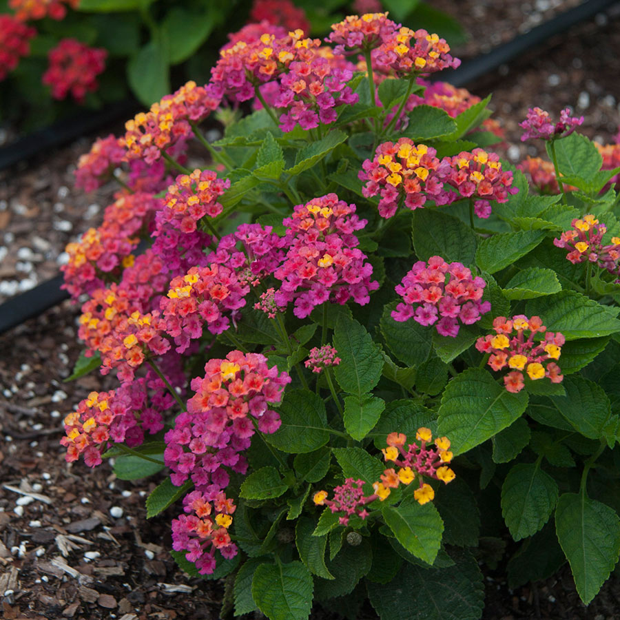 Lantana